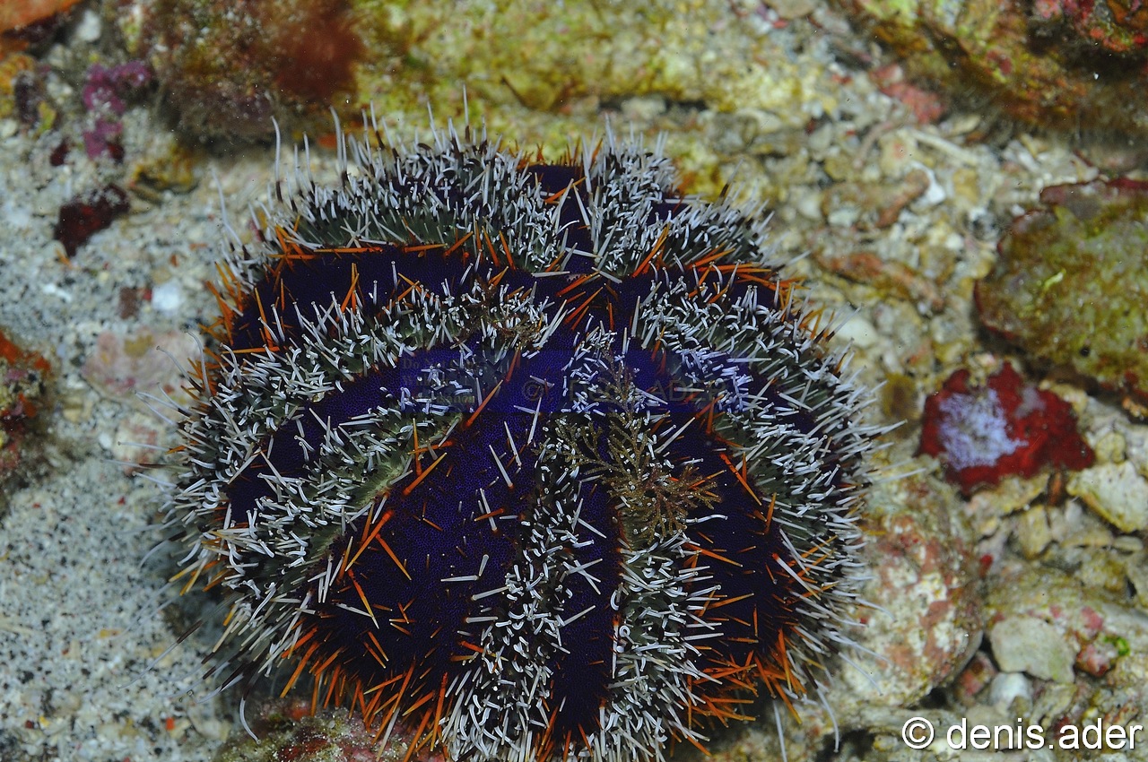 Tripneustes-gratilla-Komodo Tanjung Rusa-21m-20160804-Denis-ADER-DSC_9815_tn.jpg